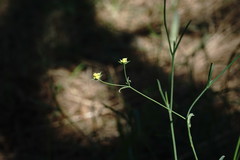 Bupleurum marschallianum