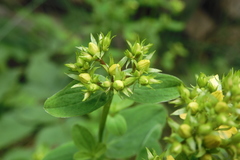 Hypericum tetrapterum