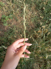Elymus nodosus