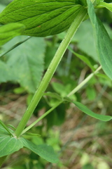 Hypericum tetrapterum