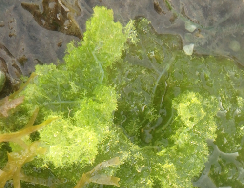 Representative image of Boodleaceae