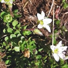 Arenaria biflora