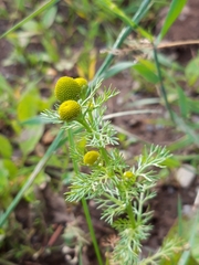 Matricaria discoidea