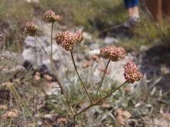Rumia crithmifolia