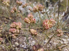 Rumia crithmifolia