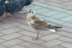 Chroicocephalus ridibundus