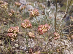 Rumia crithmifolia