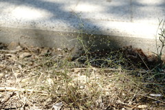 Galium tenuissimum