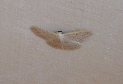 Scopula irrorata