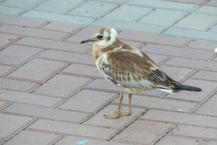 Chroicocephalus ridibundus