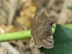 Erynnis
