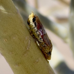 Homalodisca liturata