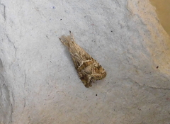 Euchromius cambridgei