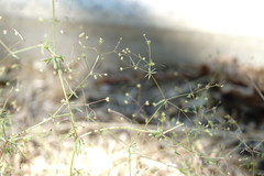 Galium tenuissimum