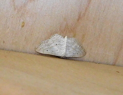 Idaea elongaria