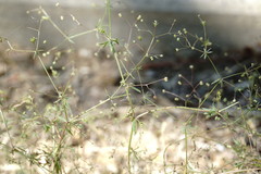 Galium tenuissimum
