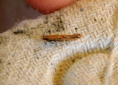 Pyroderces wolschrijni