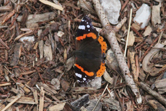 Vanessa atalanta
