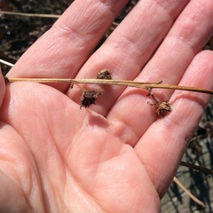 Decodon verticillatus