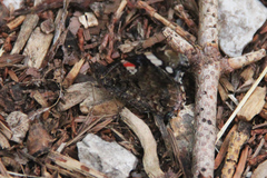 Vanessa atalanta