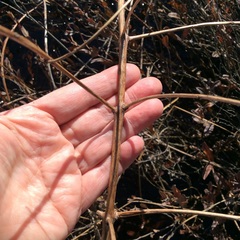 Decodon verticillatus