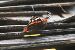Vanessa atalanta
