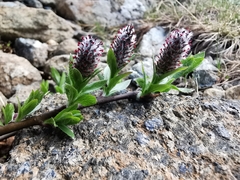 Salix breviserrata
