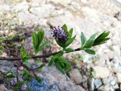 Salix breviserrata