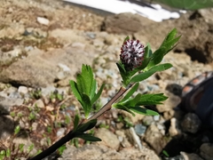 Salix breviserrata