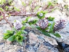 Salix breviserrata