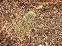 Echinops strigosus