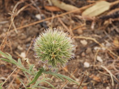 Echinops strigosus