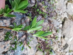 Salix breviserrata