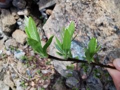 Salix breviserrata