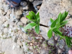 Salix breviserrata