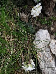 Arabis pumila