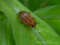 Colaspis brunnea
