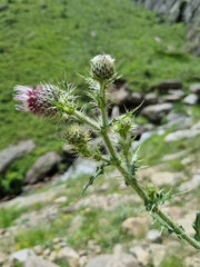 Cirsium echinus