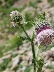Cirsium echinus