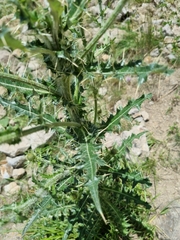 Cirsium echinus