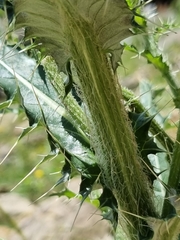 Cirsium echinus