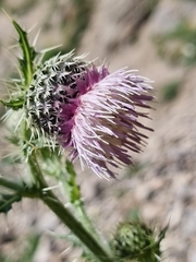 Cirsium echinus