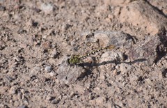 Erpetogomphus