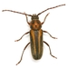 Crossidius humeralis quadrivittatus - Photo (c) Mike Quinn, Austin, TX, some rights reserved (CC BY-NC), uploaded by Mike Quinn, Austin, TX