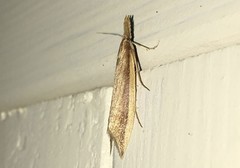 Donacaula mucronella