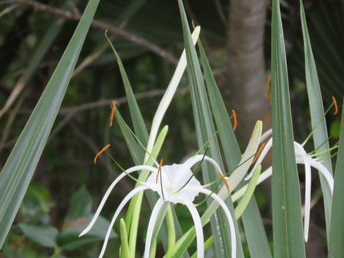 Hymenocallis littoralis image