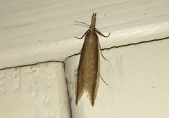 Donacaula mucronella