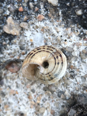 Cernuella aginnica