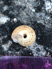 Cernuella aginnica