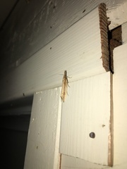 Donacaula mucronella